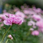 CC丁V5直播精彩瞬间全程高能不容错过 xj4pvrsx8